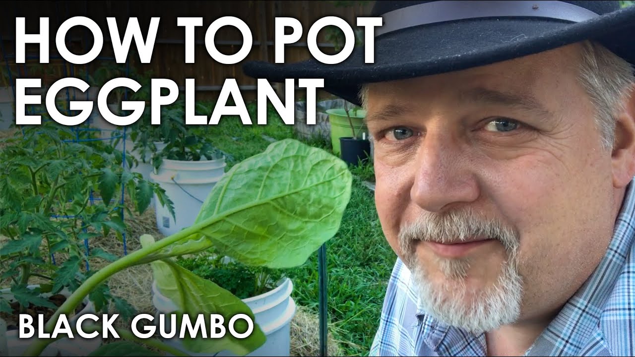 How to Grow Eggplant in Containers || Black Gumbo