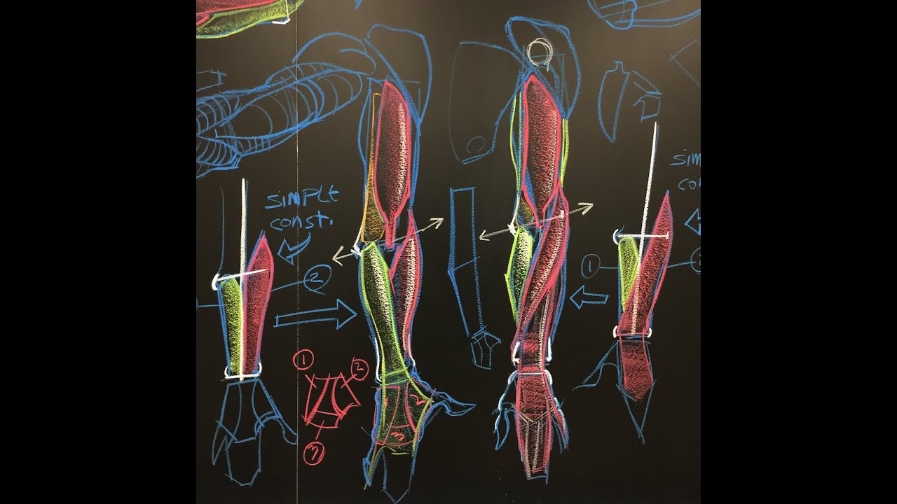 Will Weston Anatomy Drawings