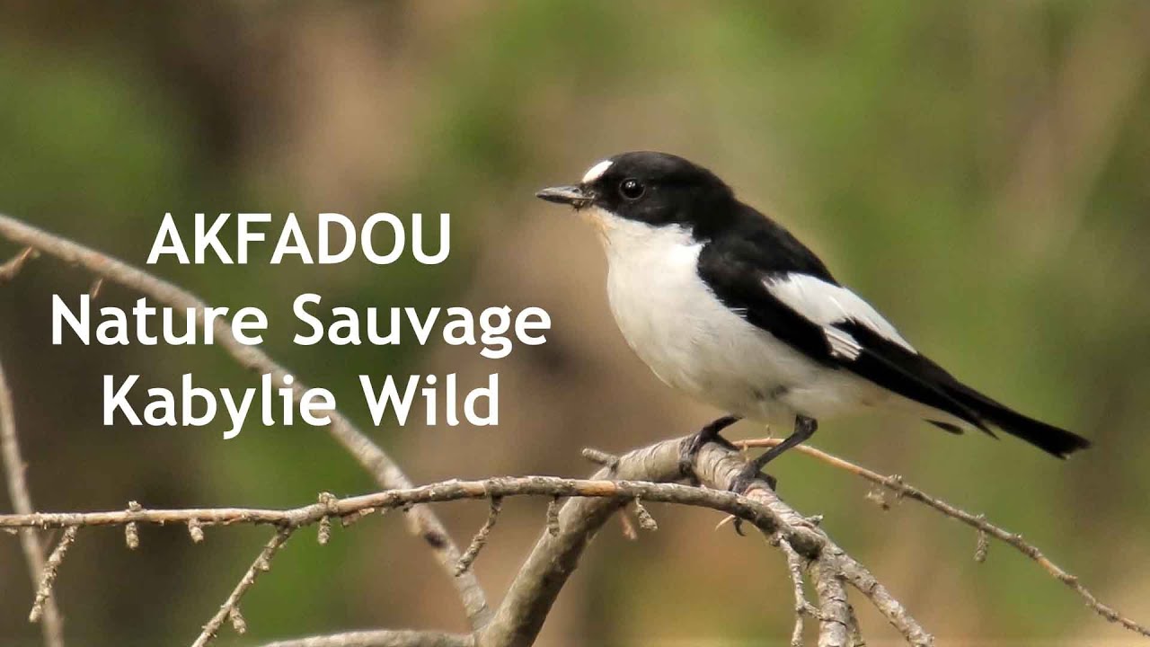 La forêt d'Akfadou comme jamais vue - Kabylie