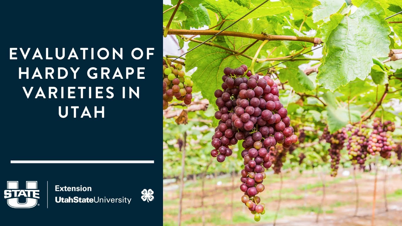Evaluation of Hardy Grape Varieties in Utah