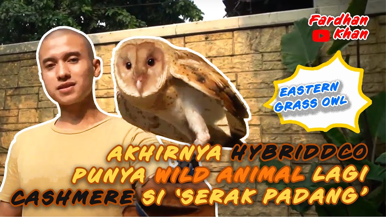AKHIRNYA HYBRIDDCO PUNYA WILD ANIMAL LAGI | CASHMERE SI 'SERAK PADANG'