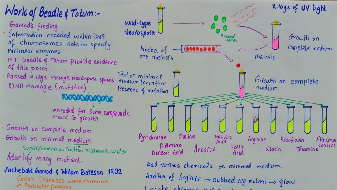 Beadle and Tatum experiment | One gene one enzyme theory