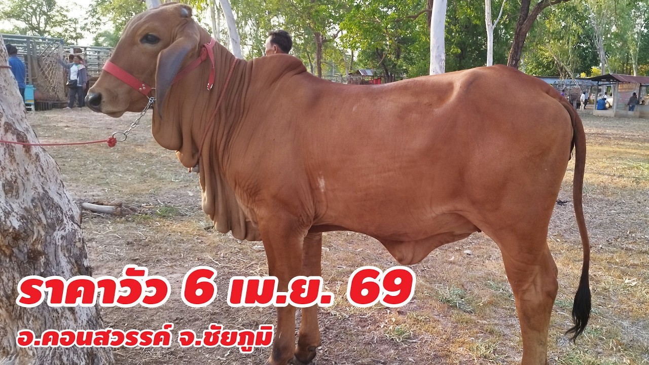 ราคาวัว 6 เมษายน 2569 บ.หนองขาม ต.หนองขาม อ.คอนสวรรค์ จ.ชัยภูมิ เปิดทุกวันจันทร์
