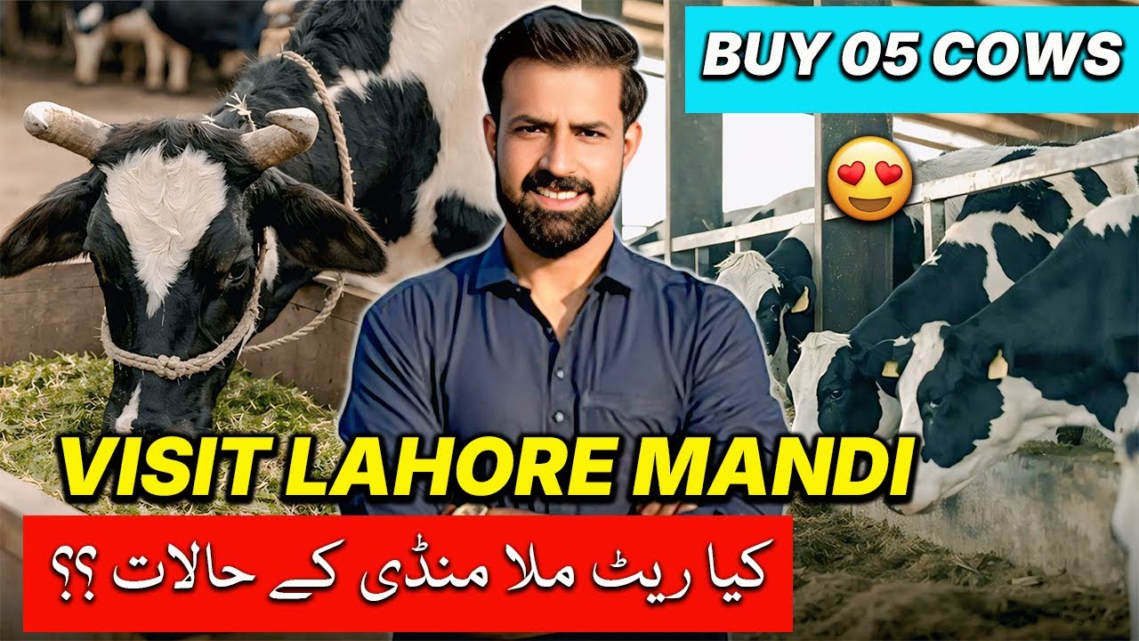 Waqar Bhinder Visit Lahore Mandi 🐃😘 Buy 5 Cows || کیا ریٹ ملا منڈی کے حالات ؟؟