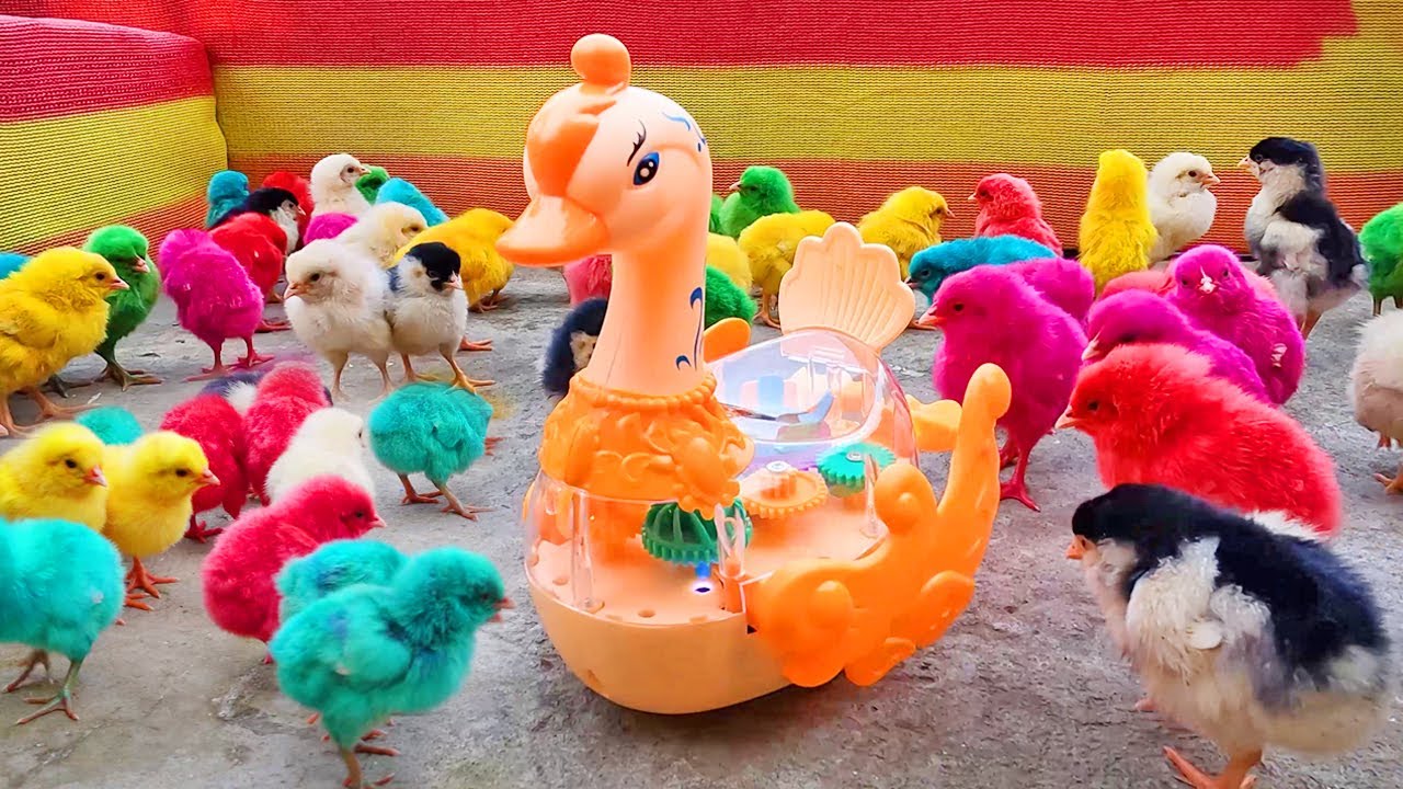 Laughable Murgi Baby Chicks Vs Walking Duck Toys Hen Gallina Videos