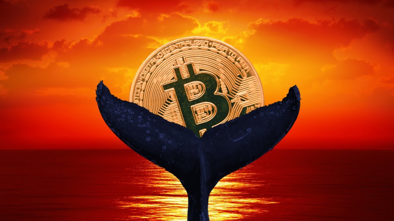 What is Whales in Crypto | Crypto News