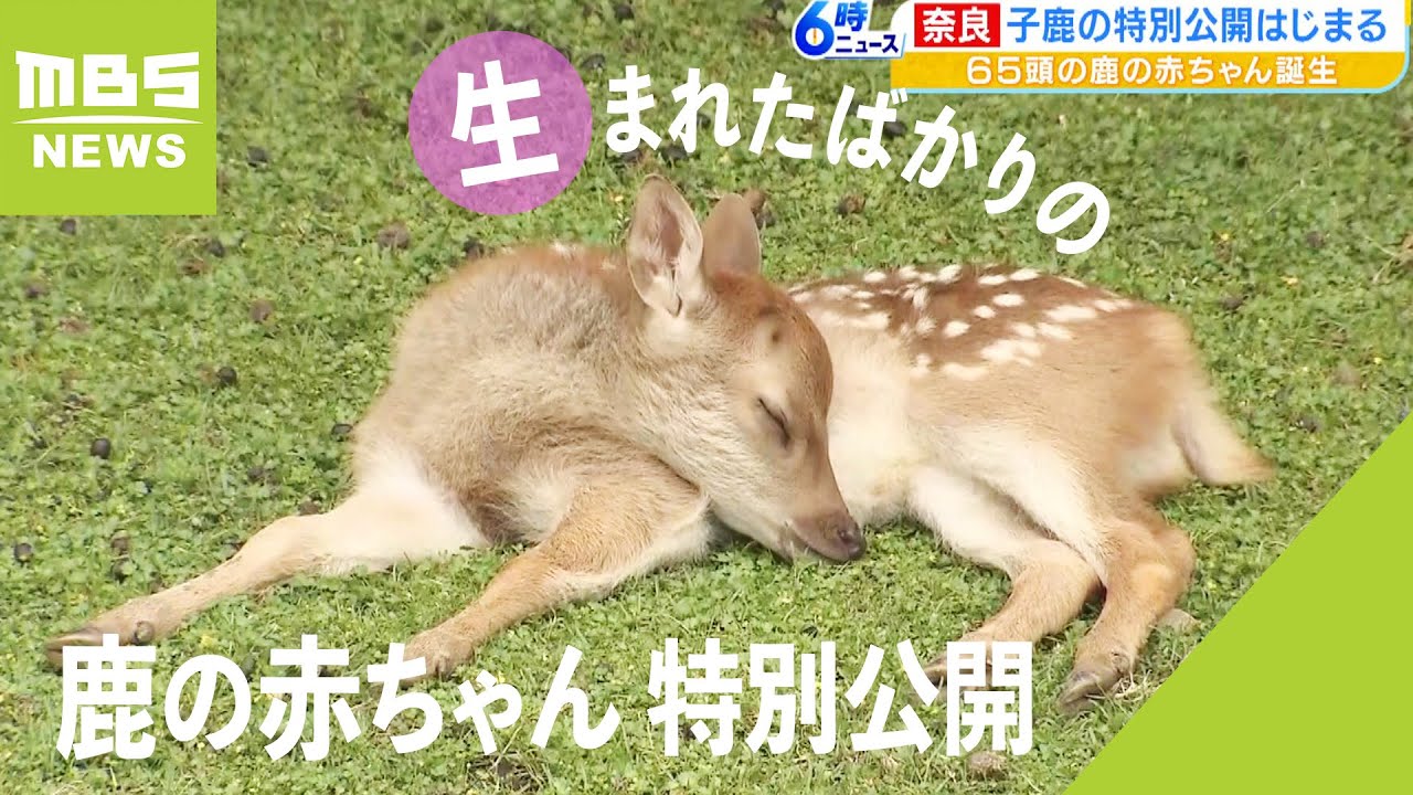 「あまりの可愛さに驚いています」生まれたばかりの鹿の赤ちゃんの特別公開　奈良公園（2023年6月1日）