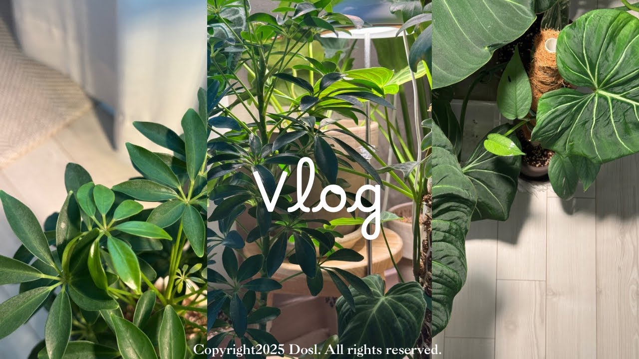 Vlog | 식물키우는 직장인의 일주일 🪴식집사 모먼트 모음 | 퇴근 후 물주기, 죽은 것 같은 식물 되살리기, 분갈이