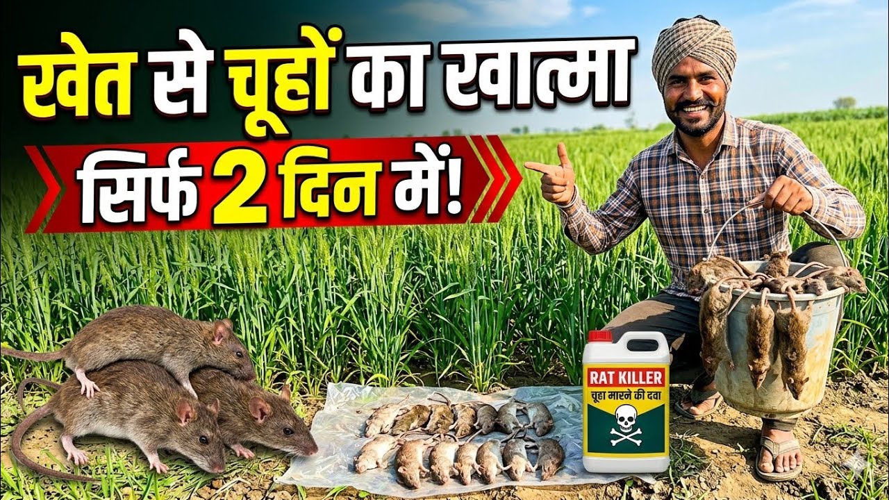 खेतो से चूहों को कैसे भगाए । चूहे भगाने का देसी फार्मूला । चूहे भागेंगे 100% गारंटी के साथ