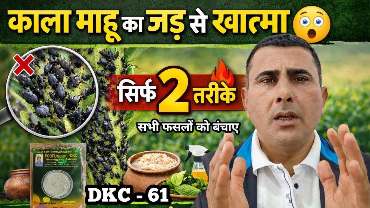 काला माहू का जड़ से खात्मा 🚨 सिर्फ 2 तरीके से बचाएं पूरी फसल