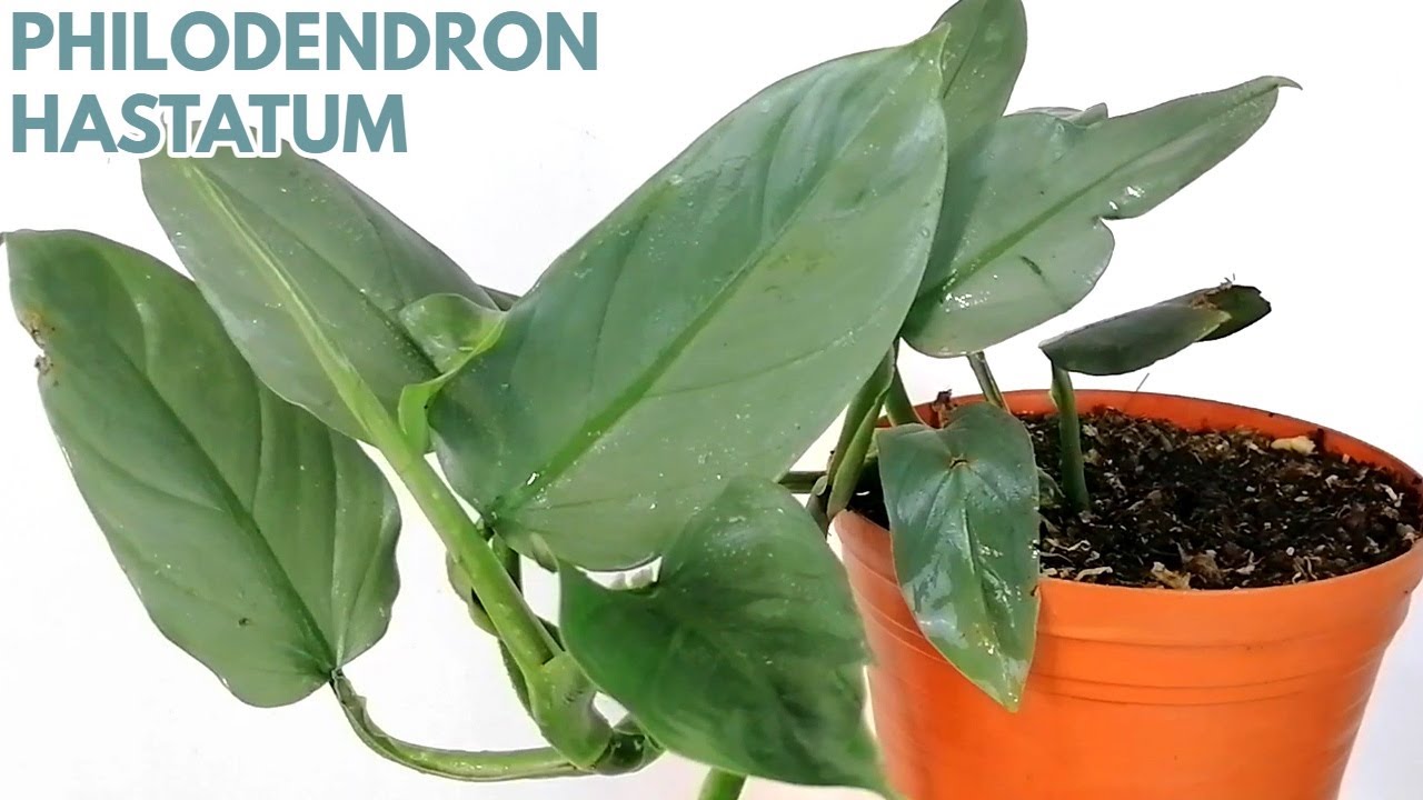 philodendron hastatum o filodendro astado cuidados CHUYITO JARDINERO