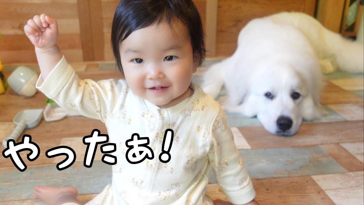 【驚き】赤ちゃんのまさかの行動を間近で観た超大型犬の反応が可愛すぎた｜グレートピレニーズ