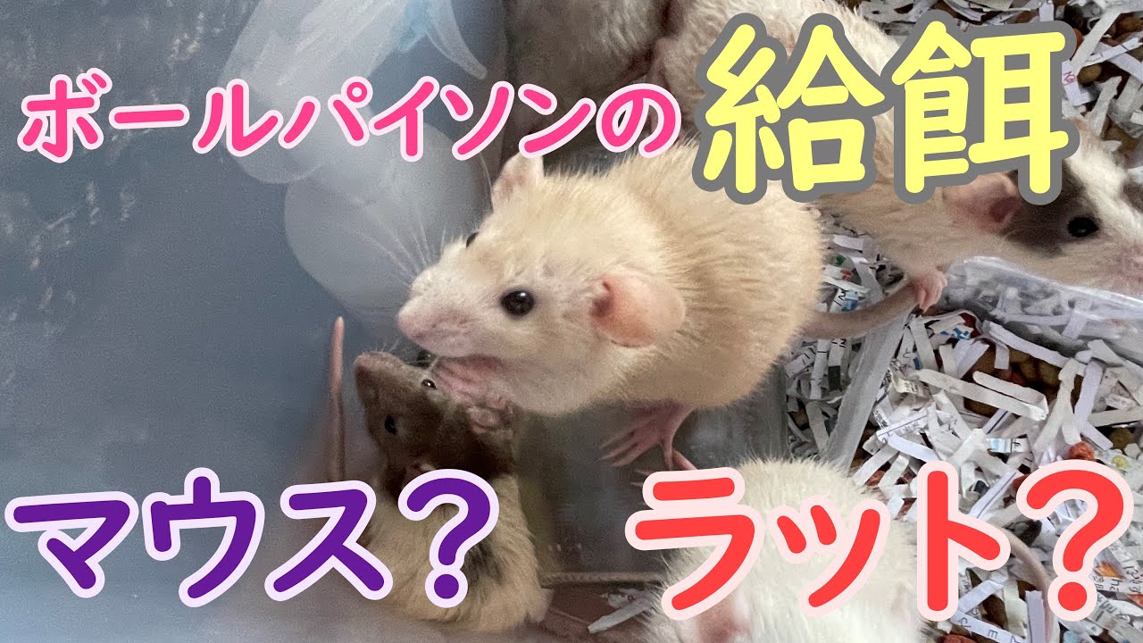 【ラット、マウスどっちがいい？】ボールパイソンの給餌についてのお話【餌の販売開始します】