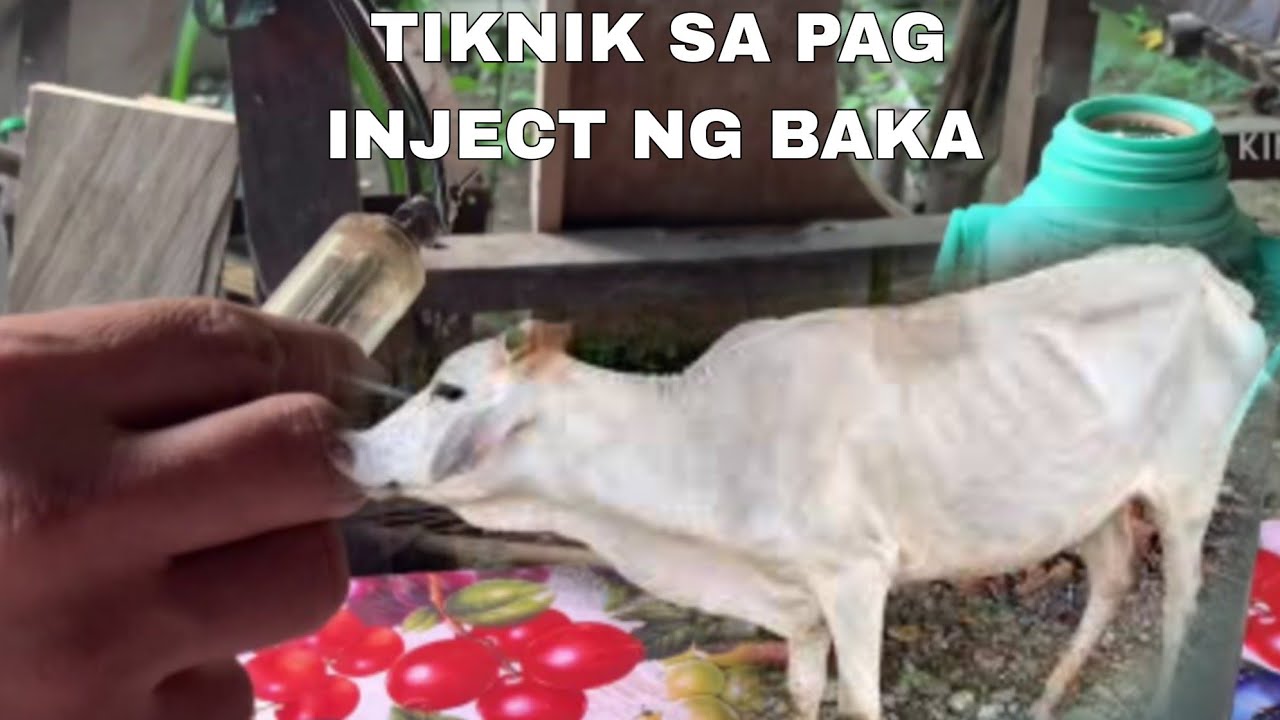PAANO MAG INJECT NG BAKA?VLOG#24#animals #agriculture #pongsetras#organic#animalmedicine