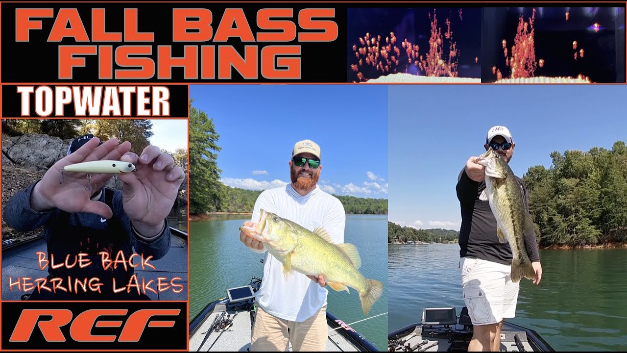 Fall Spotted Bass Fishing on TOPWATER / Blue Back Herring Lakes