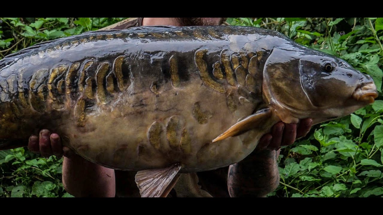 Carpinterest [E2] Stubby Leas Fishery