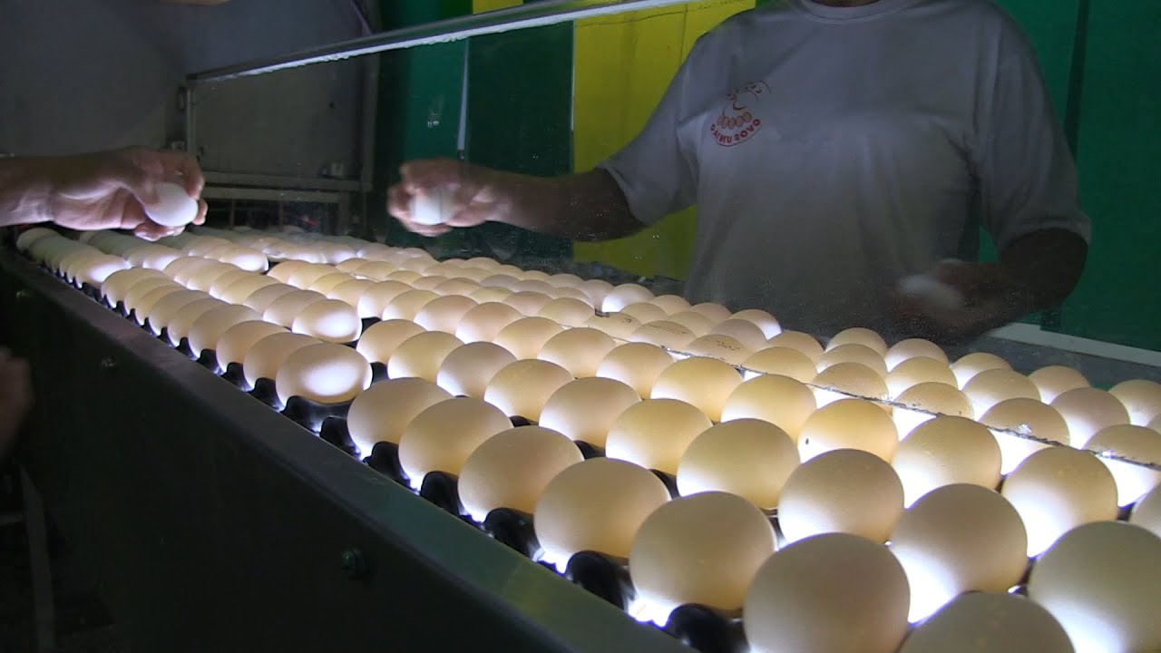 Ovos de galinha: conheça as etapas de produção