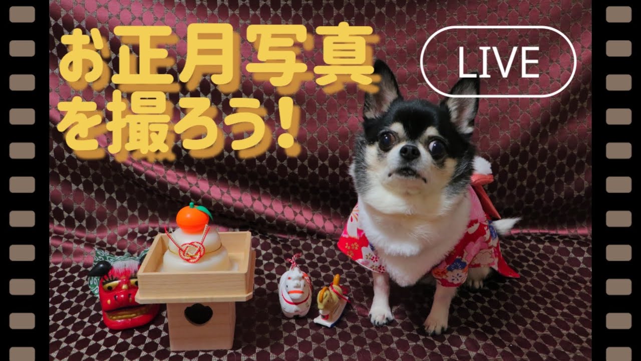 【チワワ】【LIVEアーカイブ】2025年・愛犬のお正月写真を撮ろう！🐶（※カメラ転倒注意です…！）