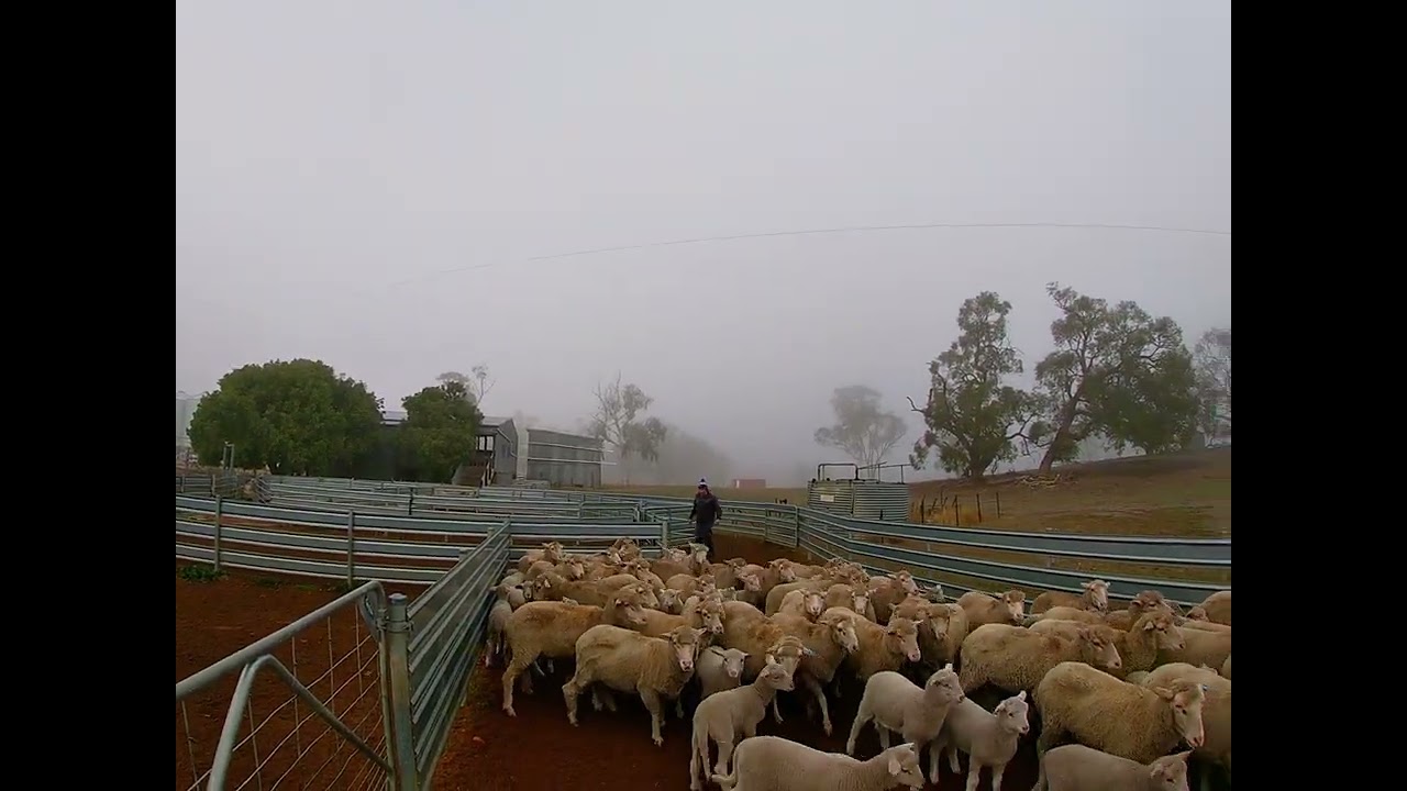 Weaning lamb 2025