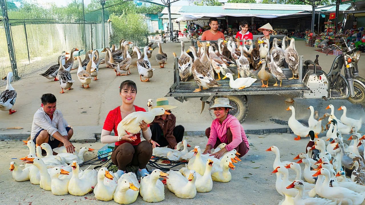 Rewind Timelapse: Harvest 300+ Ducks, Use 3-Wheeled Truck Go to Market Sell | Phương Farm TV