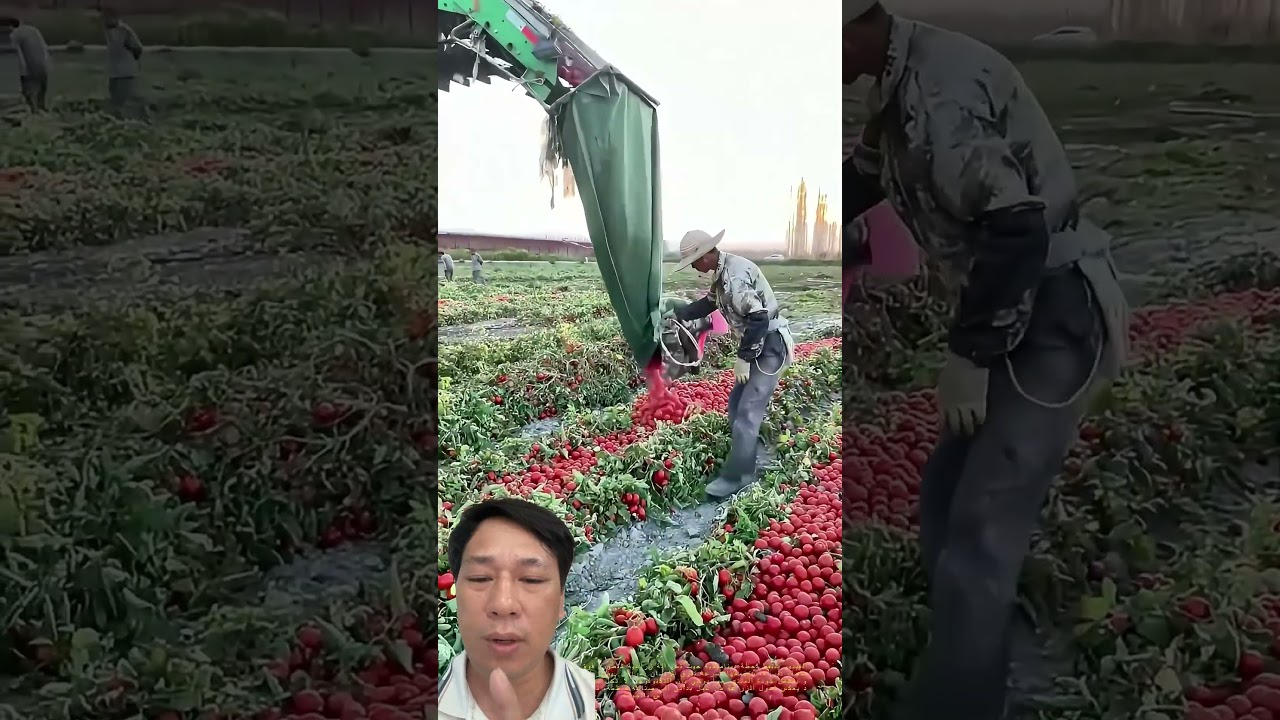 This Tomato Harvesting Machine Saves Farmers So Much Work! 🍅🚜😲 #shorts #farming #agriculture