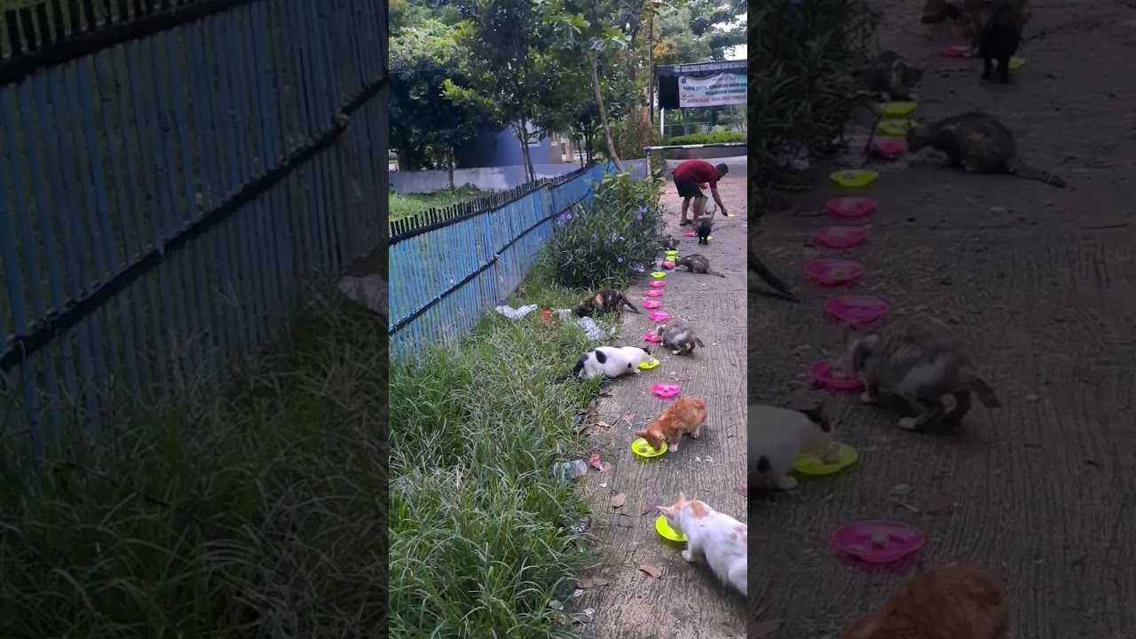 Memberi makan anabul jalanan pakai ayam rebuszn