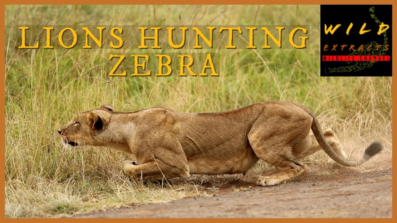 Lions Hunting Zebras // Wild Extracts // Nairobi National Park