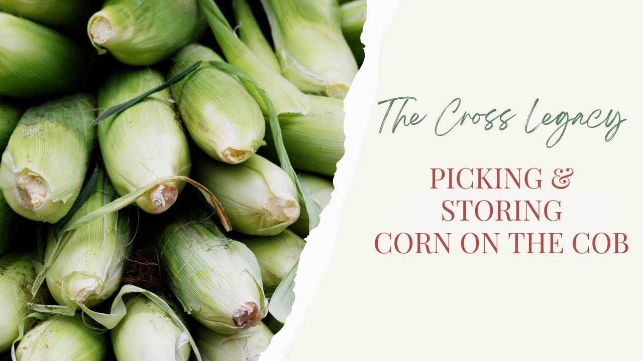 🌽 Picking and Storing Corn on the Cob