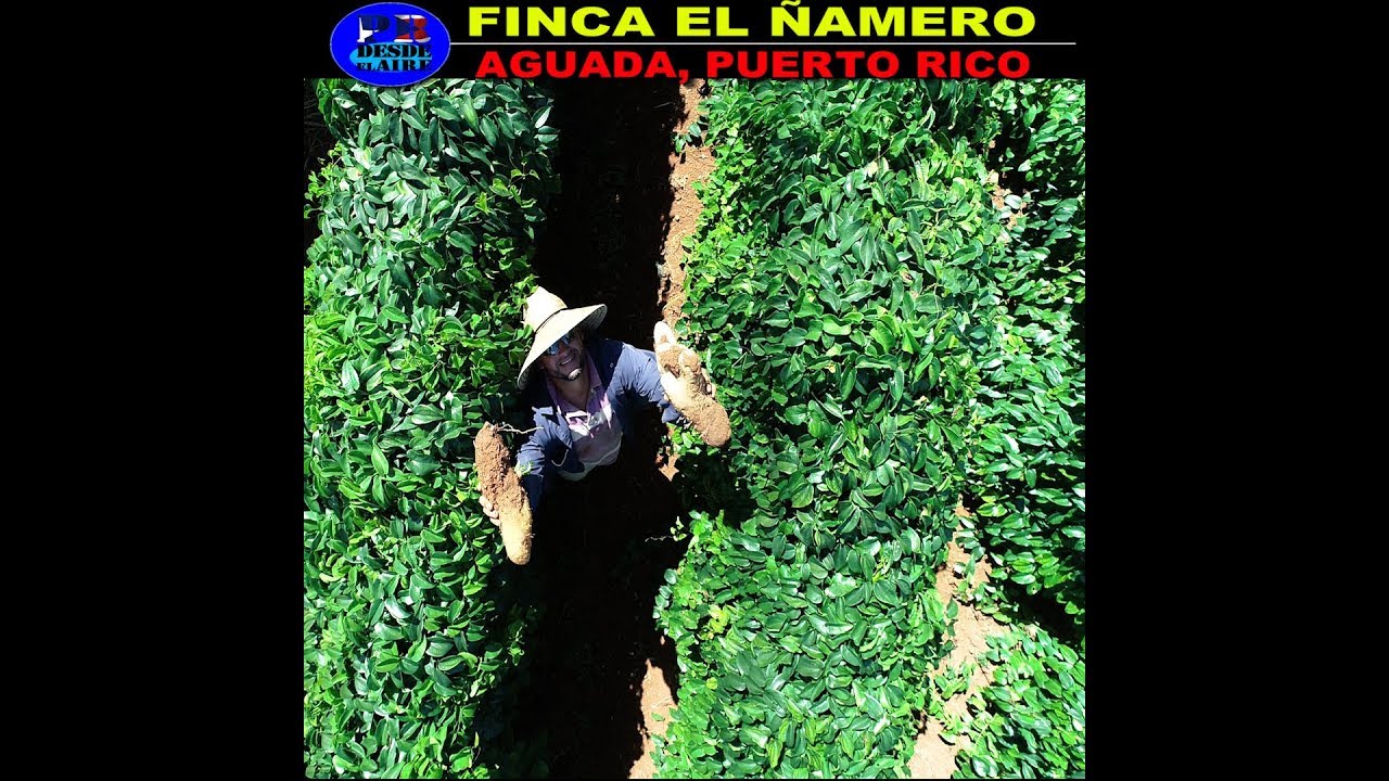 los ÑAMES GIGANTES de FINCA EL ÑAMERO en AGUADA