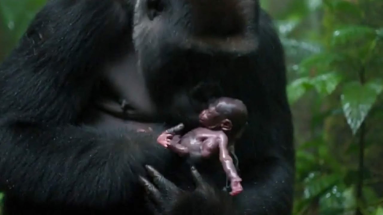 Baby gorilla love makes everyone shine