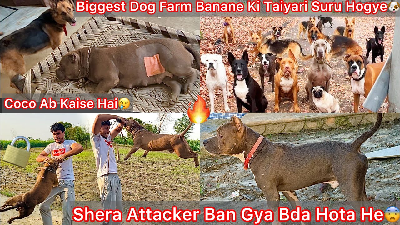 Finally New Biggest Dog Farm Banane Ki Tiyari Suru Hogye🔥Shera Bda Hota He Attcker Ban Gya😨Coco😢