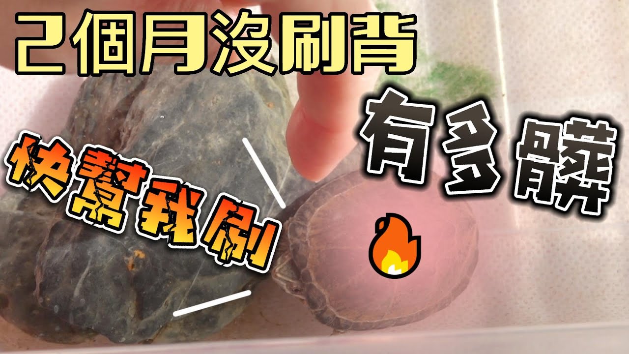 烏龜2個月沒刷背有多髒?!