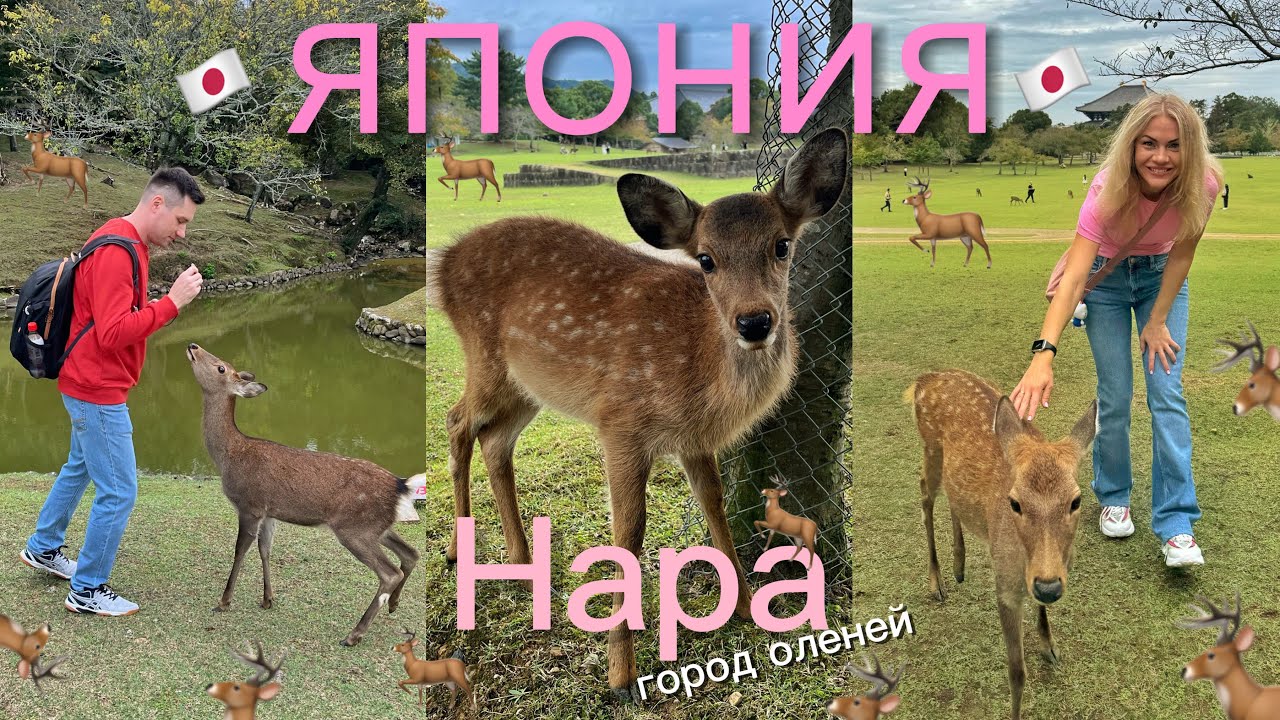 Нара, Япония - город оленей и самый большой Будда