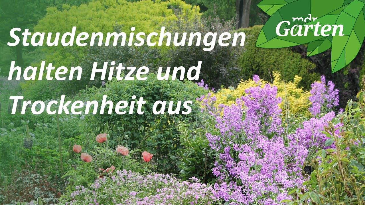 Robuste Staudenmischungen trotzen Hitze und Trockenheit | MDR Garten