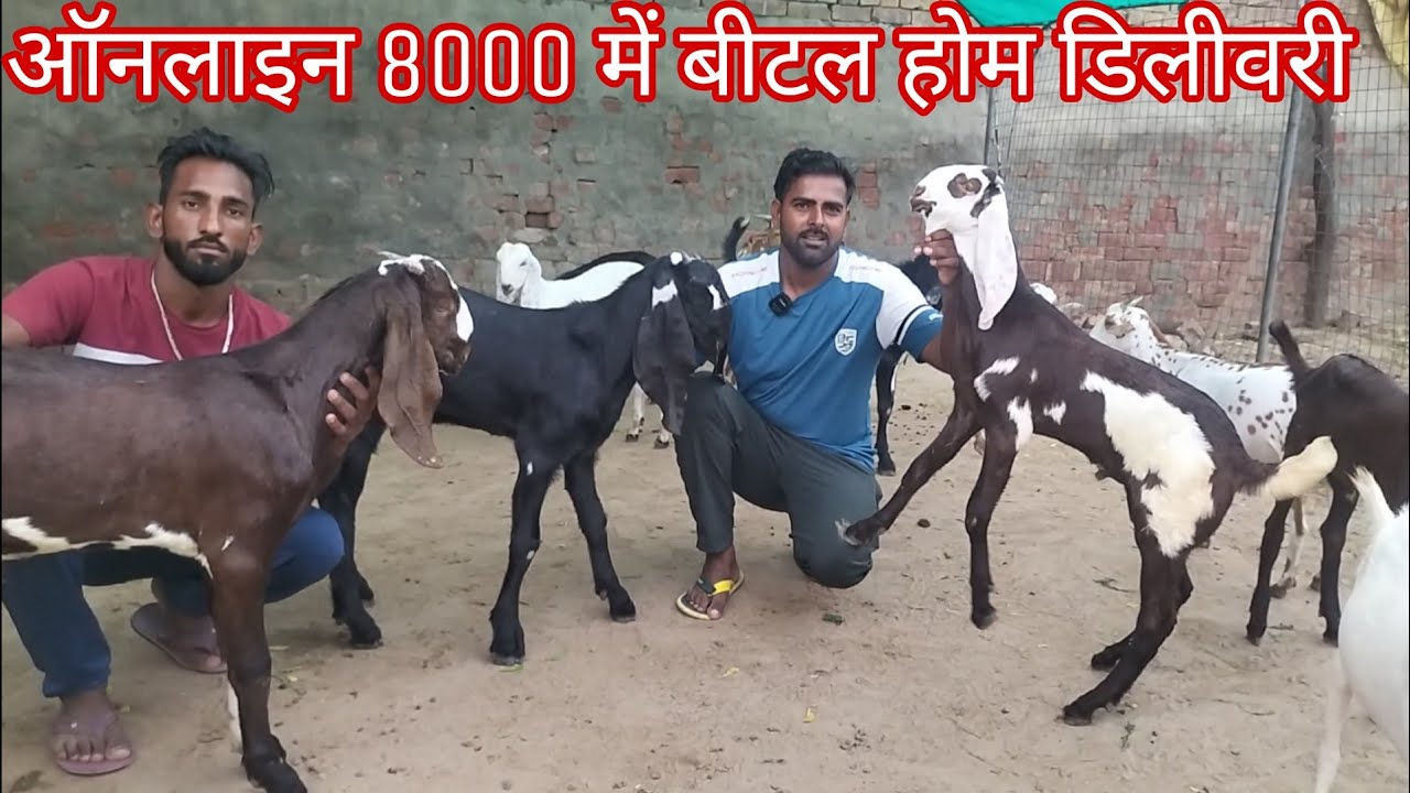 low price beetal goats kids। बीटल नस्ल 8000 में सस्ते बच्चे
