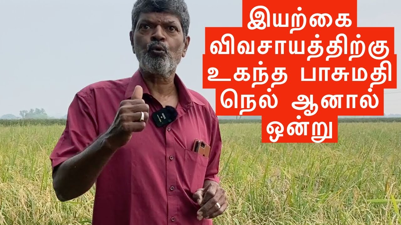 Basmati paddy suitable for natural agriculture | Pusa Basmati 1718 Variety Paddy/Rice