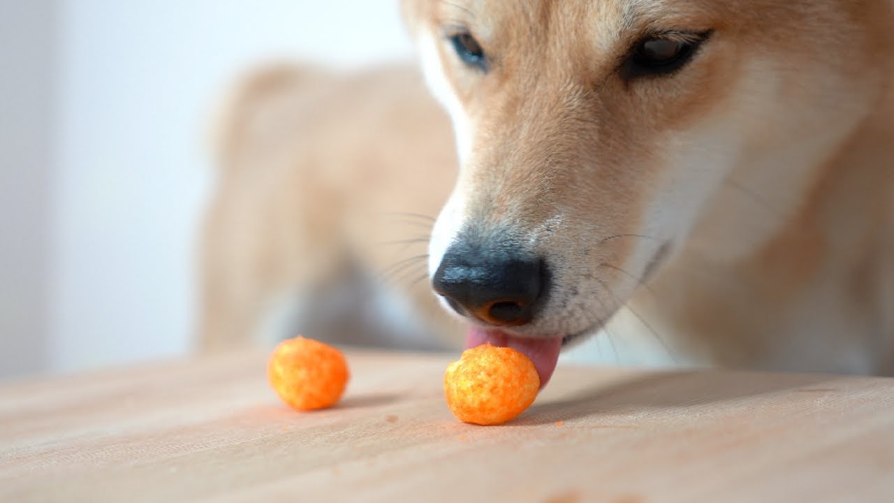 Dog Eats Five Cheese Balls. [ASMR]