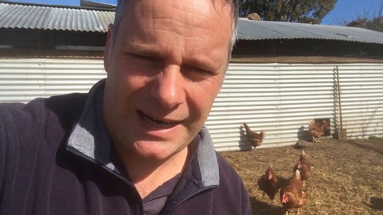 Hy-Line Brown Hens Are Great For The Backyard