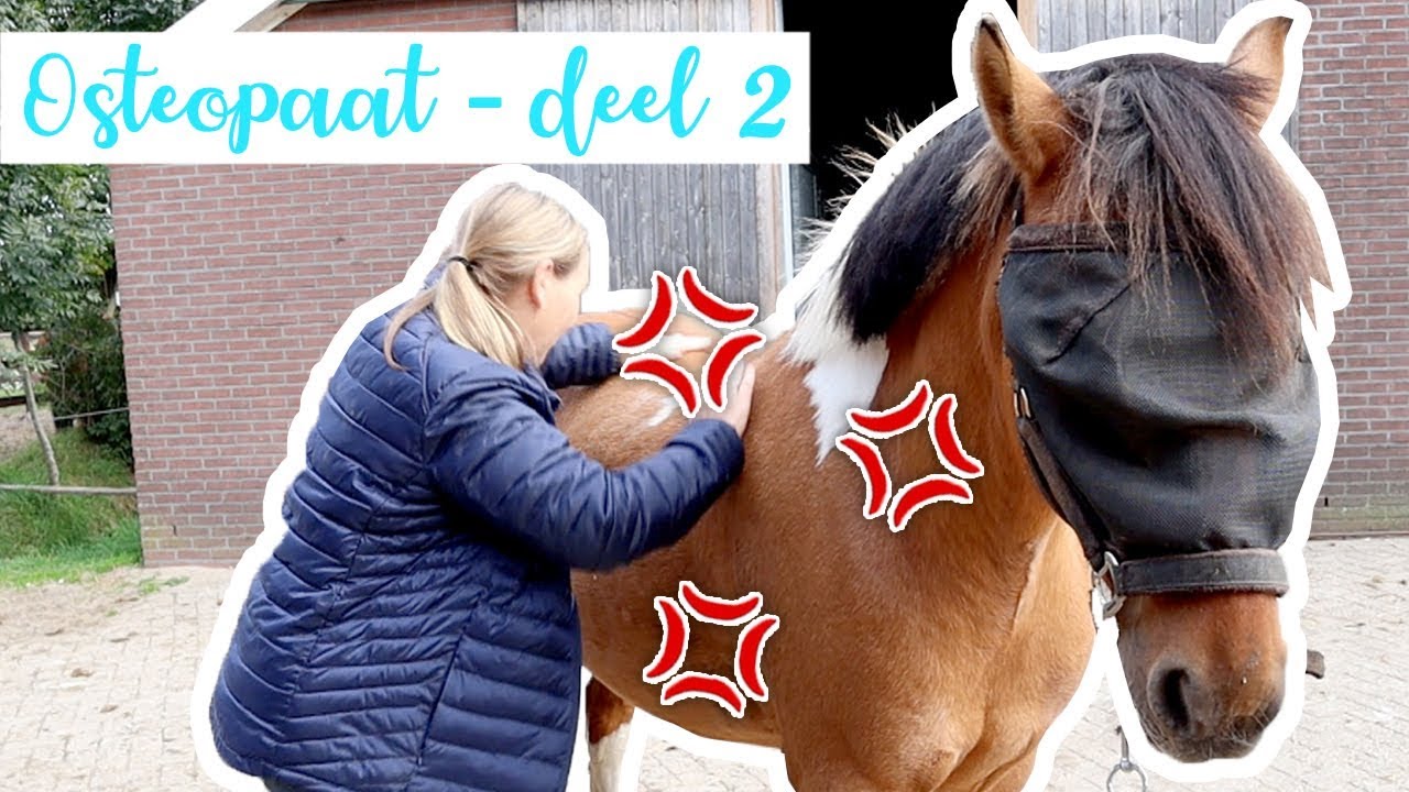 Marley heeft last van BUIKPIJN :( | felinehoi VLOG #136