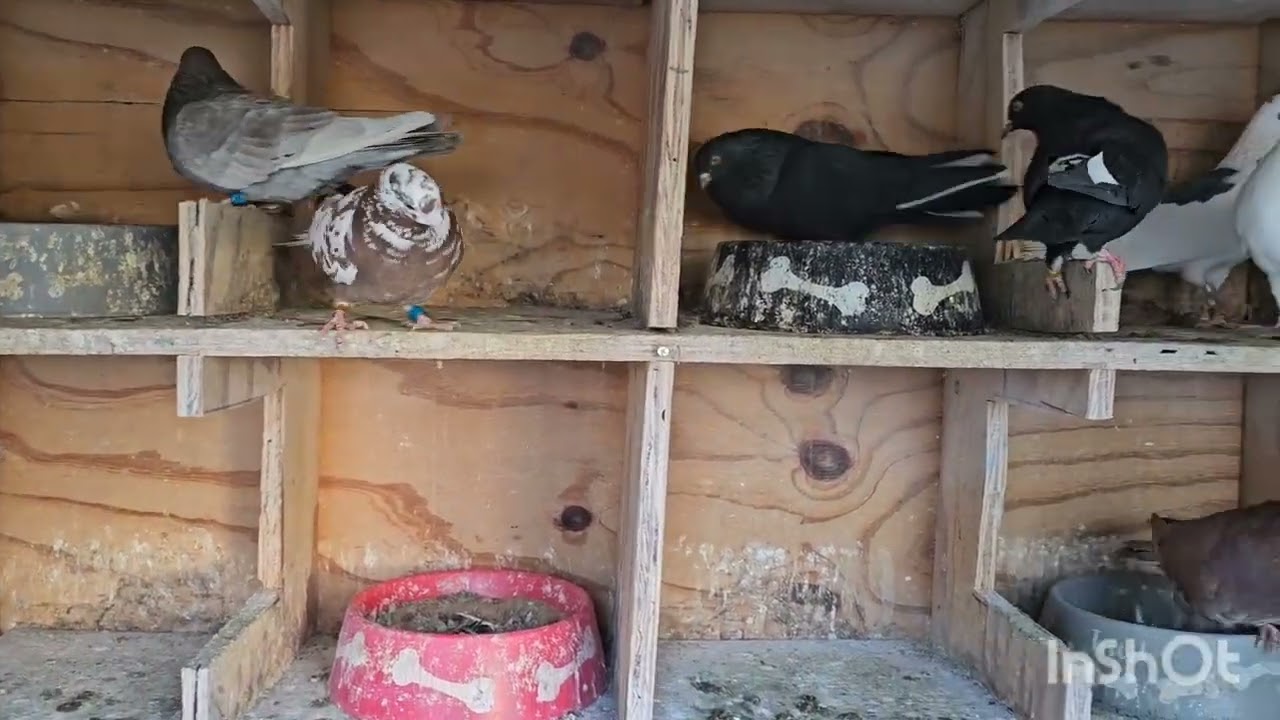 2024 Birmingham Roller Pigeon - Time for breeding again