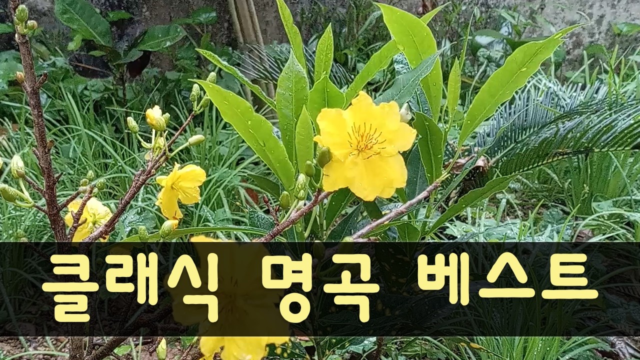 [광고없음][NO ADS] 빗소리 힐링음악!! 아름다운 편안한 음악 - 건강을위한 치유 음악과 신경계 진정, 깊은 휴식 🎧 마음 편안하게 하는 최고의 클래식 명곡 모음