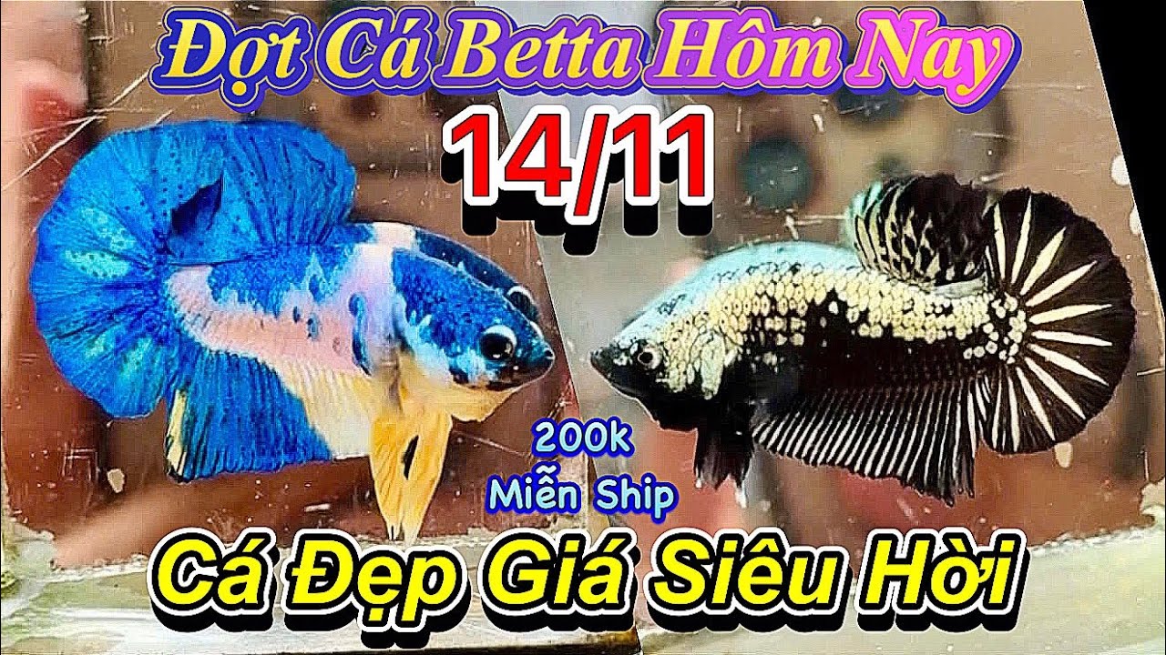 ❤️14/11/2025_Clip Betta Mới Đẹp Giá Tốt_Chỉ Từ 50k_Samurai_Koi Nemo_Fc Red_Fccp Red_Hàng Tơ Zin❤️