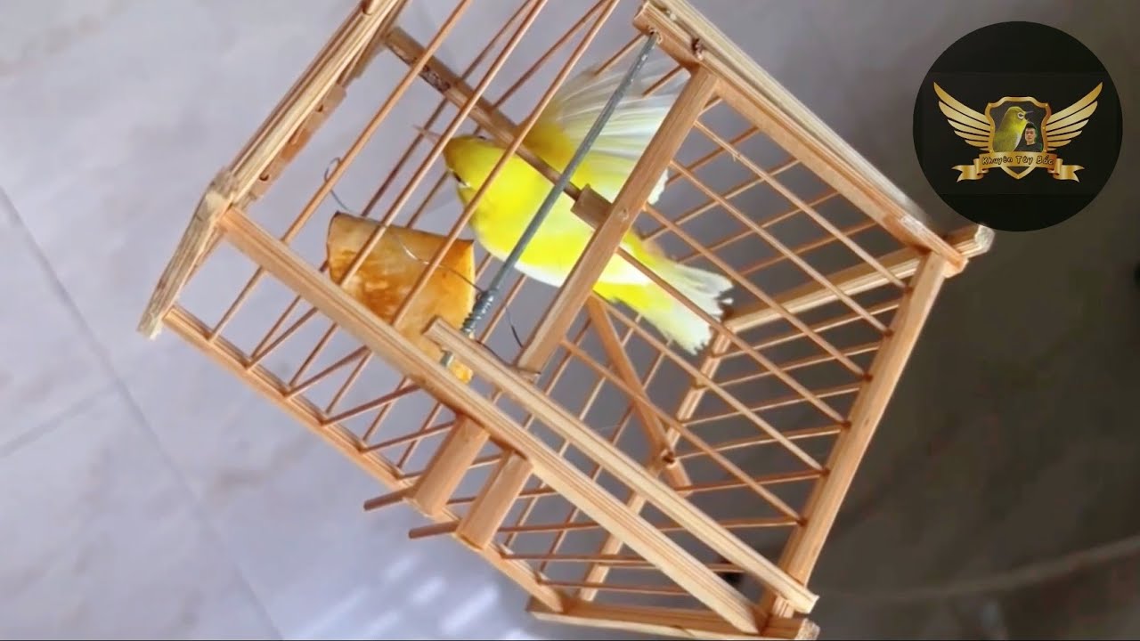 Khuyên Đột Biến Của AE Trên Facebook Bẫy Được - Quá Đẹp - Trap A Mutant Bird | KTB