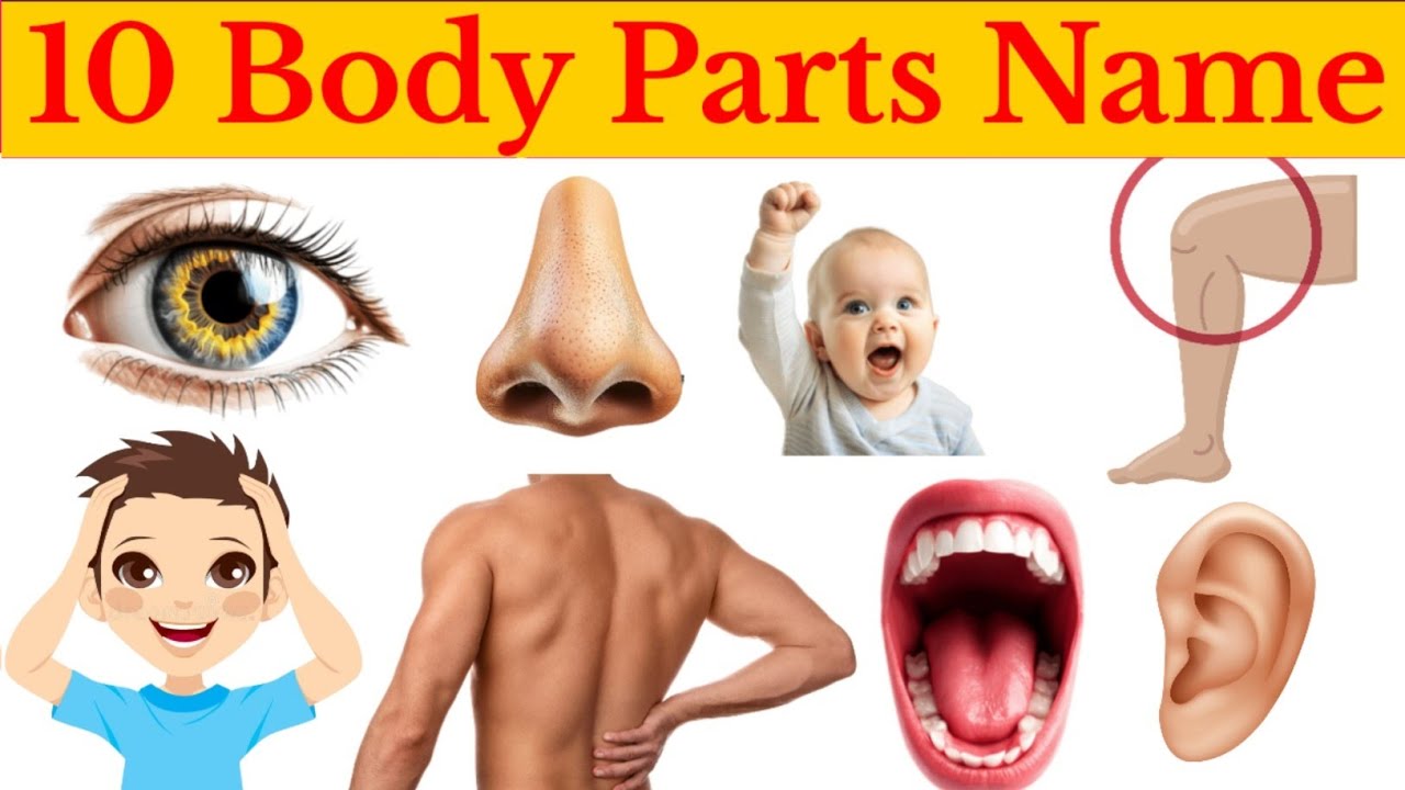 10 Body parts Name | body parts of name sikhen | bachon ke liye body parts or name 10 | अंगों के नाम