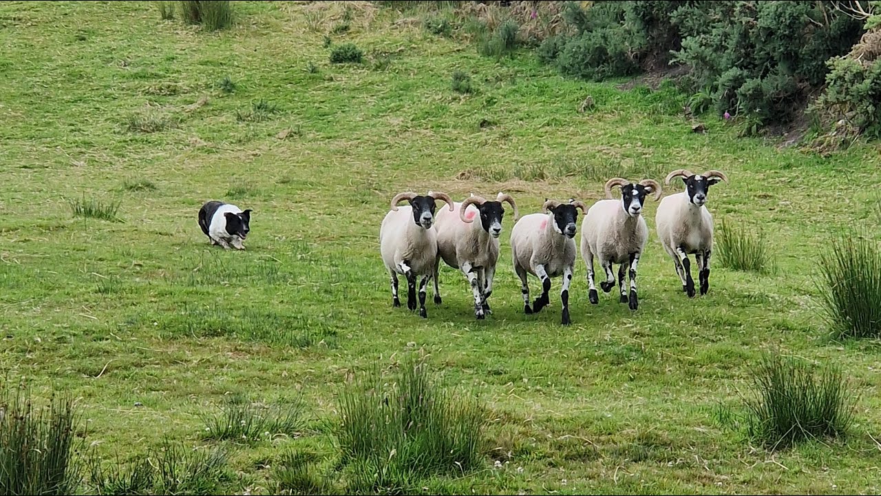 Demonstratie schapen drijven in Ierland