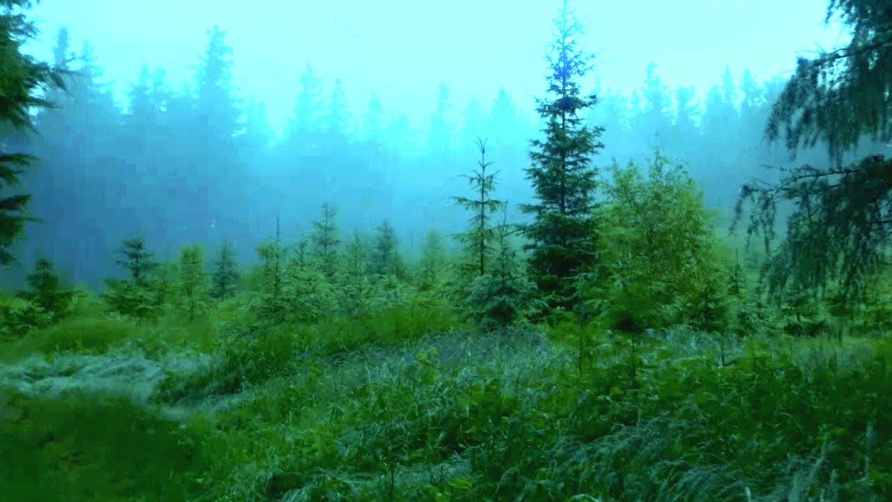 silent footsteps 🌲 slowed reverb extended