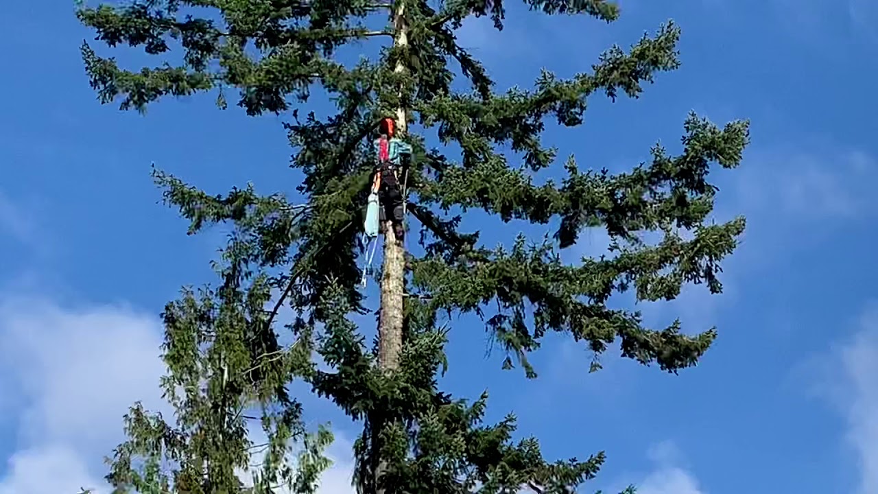 The Boy climbs big fir tree. Thinning