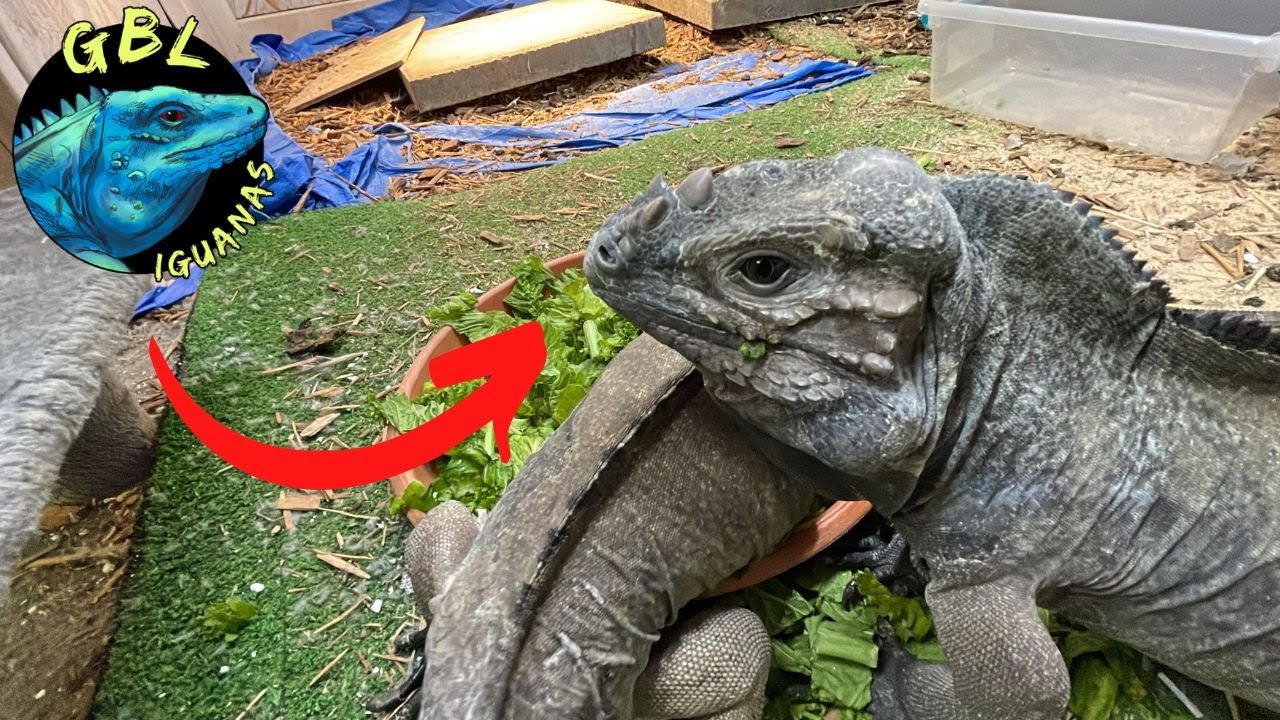 HANGIN' WITH THE RHINO'S! BASIC RHINO IGUANA CARE