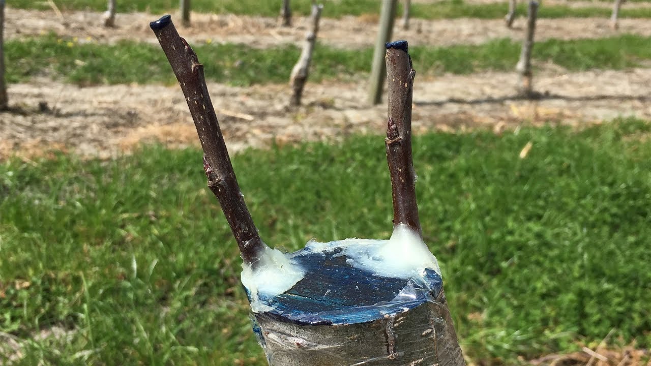 Rind (bark) grafting young apple stumps