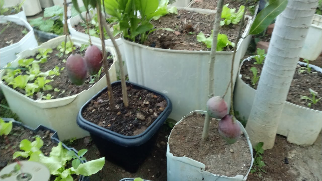 Como enxerta qualquer frutìferas de um jeito simples e fácil